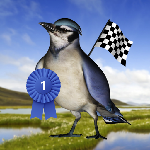 Bird Race - The remake!