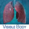 Respiratory Anatomy Atlas: Essential Reference for Students and Healthcare Professionals - Visible Body