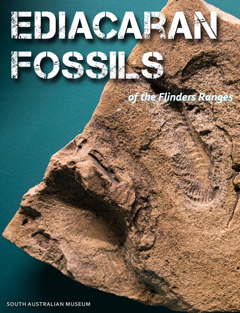 Ediacaran Fossils Of The Flinders Ranges By Department For Education 