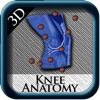 Knee Anatomy 3D