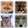Predator Hunting Calls