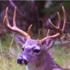 no app image