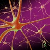 Einstein Brain Atlas