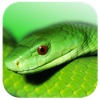 Vivarium