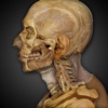Anatomy & Physiology REVEALED®: All Systems