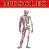 AA+ - Bryan Edwards Muscles Flash Cards アートワーク
