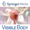 Reproductive & Urinary Anatomy for Springer (Voortplantings- & Urine-anatomie voor Springer) drinking urine 