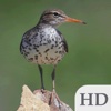 Birds of Canada Guide HD