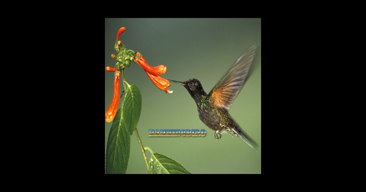 hummingbird 在 app store 上的内容 hummingbird 在 app store 上的内容