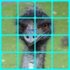 Live Animals 2 - Kids Sliding Square Puzzles