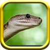 Snake Rampage - Snake Simulator