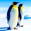 app_icon