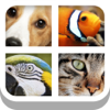 Close Up Animals by Mediaflex Games for Free