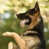 K9 German Shepherds Watch Dogs - Rescue Dogs Prem stargazing in dogs 