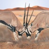 Mammals of the Southern African Subregion southern african desert 