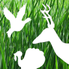 no app image