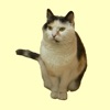 WeatherCat