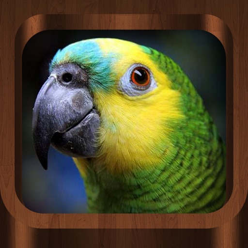 Bird Calls : Bird Sounds, Bird Songs & Bird Guide