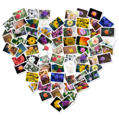 FigrCollage 2 Home Edition
