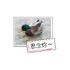 農場動物祝賀卡贴纸,设计:wenpei