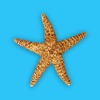 Key West Vacation Rentals