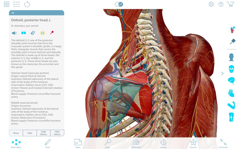 Visible Body 3d Human Anatomy Atlas For Windows Crack Key