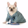 My Veterinarian App veterinarian salary 