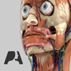 Pocket Anatomy (2018)