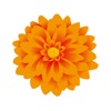 adesivo Dahlia