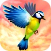 Vogel Fliegen 3D - Vogelperspektive