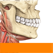 Sobotta Anatomy Atlas