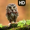 Owl Background | Cute Owl HD Pic.ture & Wallpaper madagascar red owl 
