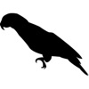Parrot Sticker Pack!