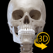 골격 - 3D 해부도