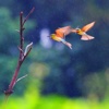 Love Birds Wallpapers HD- Quotes and Art Pictures bubble birds