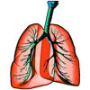 Respiratory System H
