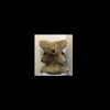 Neues Stilbuch 'Koala'