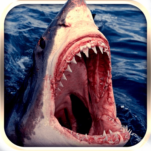 Angry shark Angry shark