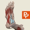 Foot: 3D Real-time Human Anatomy - Subscription anatomy of foot 
