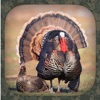 Turkey Hunting Calls