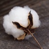 How to Grow Cotton-Empire of Cotton and History egyptian cotton sheets 