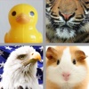 4 Pics 1 Animal Free - Guess the Animal from the Pictures animal pictures 