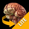 Brain - 3D Atlas of Anatomy Lite