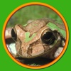 Look! Listen! and Learn Language! - Word Practice