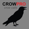 Crow Calls & Crow Sounds for Hunting - BLUETOOTH COMPATIBLE eating crow 