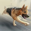 狗狗 世界 黑暗 瘋狂 虛擬 時空 大戰 殭屍 - 3D 寵物 獵人 模擬 遊戲 免費 中文 版