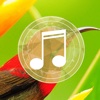Birds sounds relaxation-Free sleep relaxing melodies and calming birds sound effects birds 