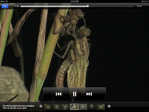 iPad Screenshot 4