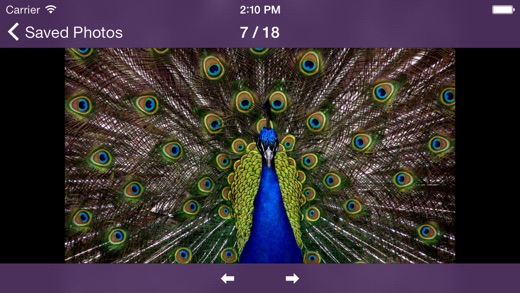 iPhone Screenshot 5