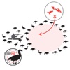 Goose Hunting Diagram Builder-Canada Goose Hunting canada goose 